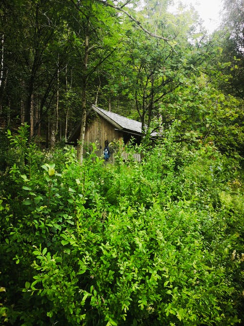 森林中部小屋照片 · 免费素材图片