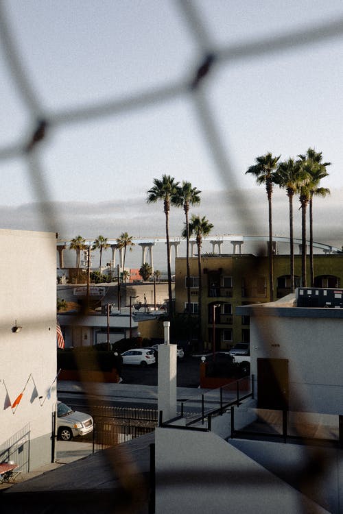 绿色的棕榈树 · 免费素材图片