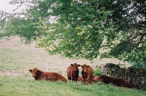 棕色母牛群 · 免费素材图片