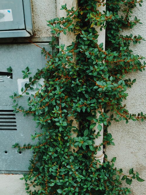 墙旁的绿叶植物 · 免费素材图片