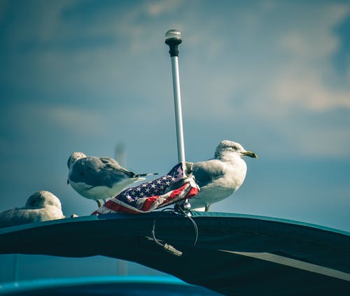 三只海鸥和美国国旗 · 免费素材图片