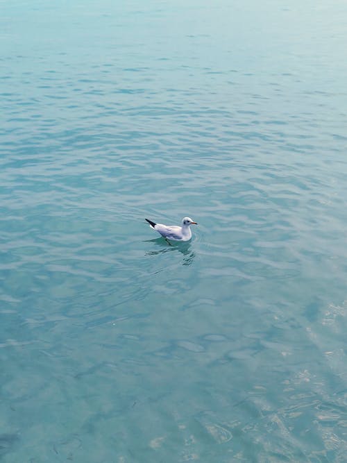 鸟在水面上的照片 · 免费素材图片
