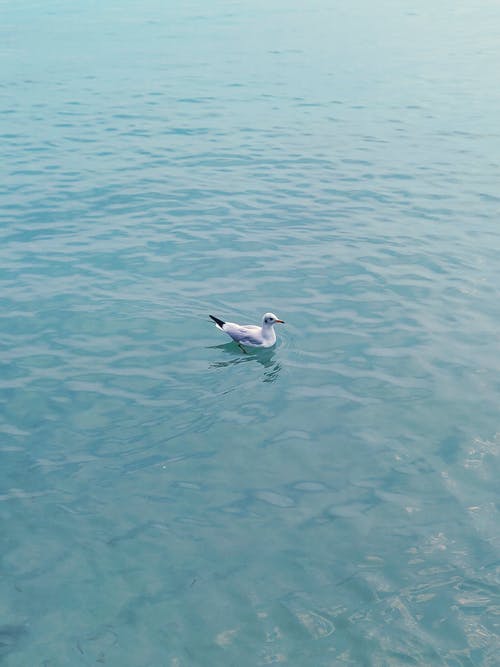 鸟在水面上的照片 · 免费素材图片