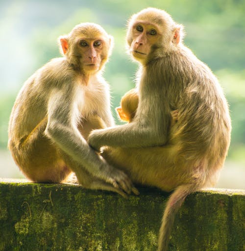 两只棕色的猴子 · 免费素材图片