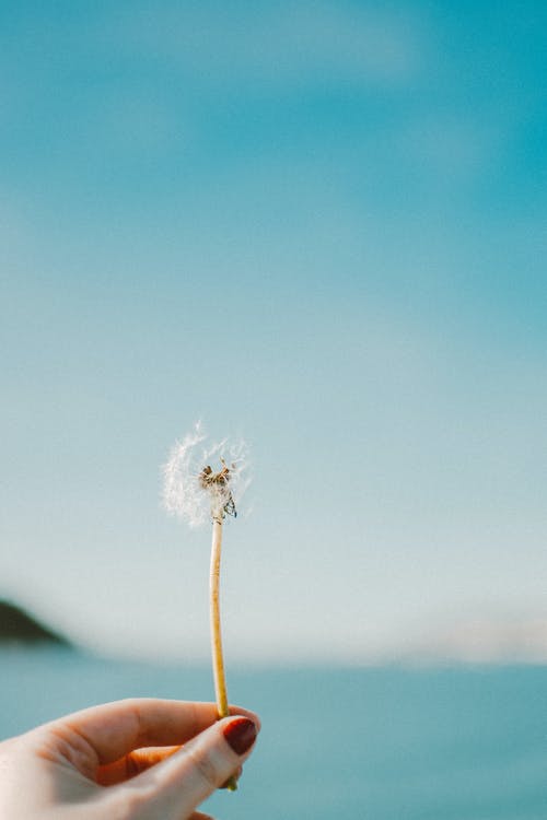 女人的手拿着白色的蒲公英种子的选择性焦点照片 · 免费素材图片