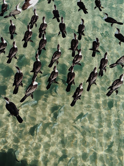 黑鸟浮在水面上 · 免费素材图片