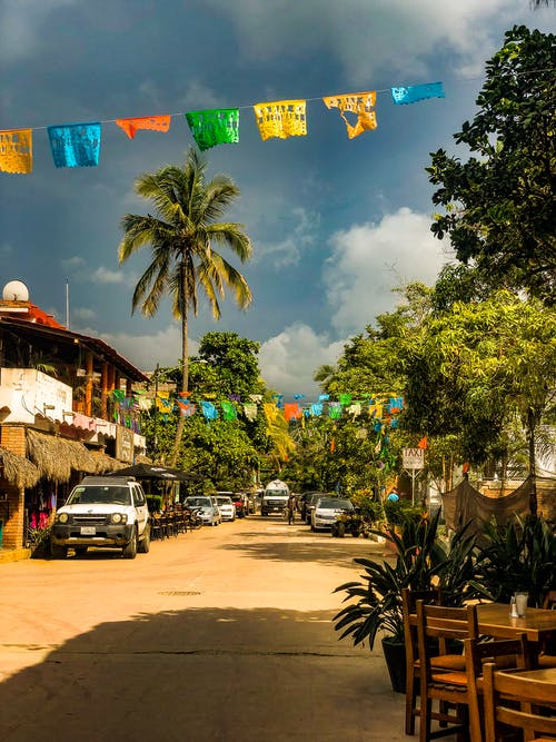 绿色椰子树 · 免费素材图片