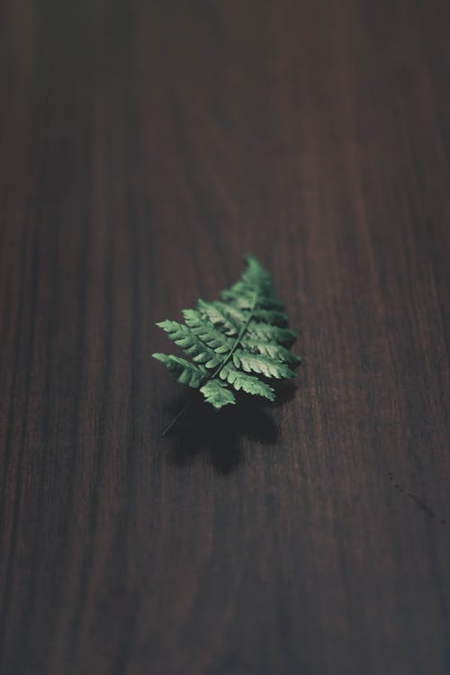 绿蕨叶 · 免费素材图片