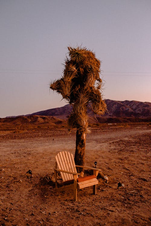 树旁边的棕色木椅 · 免费素材图片