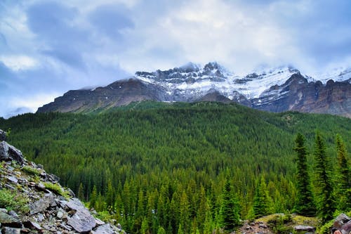 白色和蓝天下的森林观山 · 免费素材图片