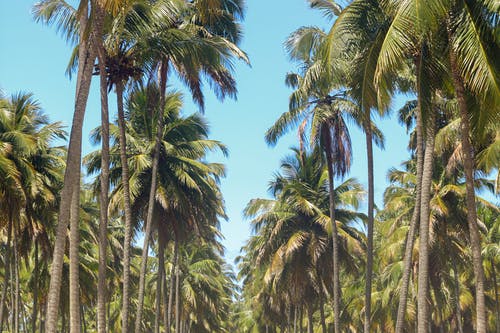 绿色椰子棕榈树 · 免费素材图片