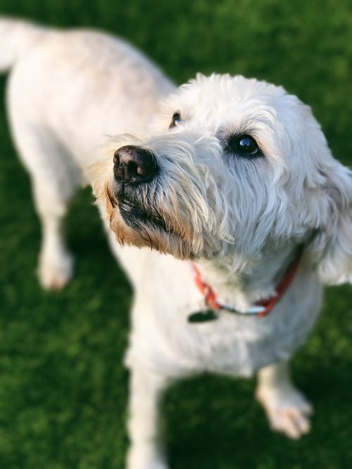 狗的特写照片 · 免费素材图片