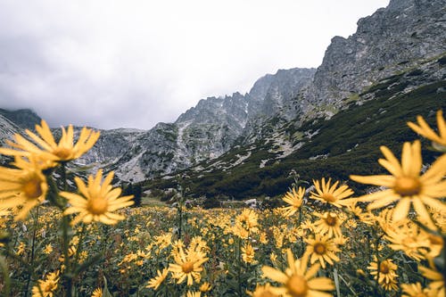 黄花 · 免费素材图片