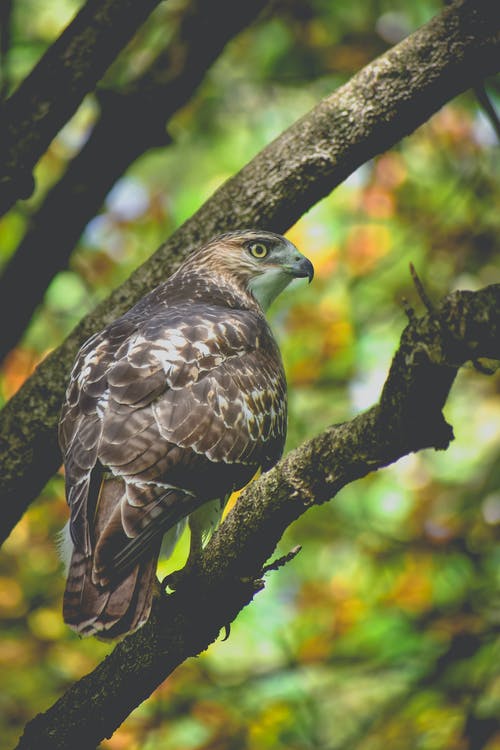 树上的棕色猎鹰 · 免费素材图片