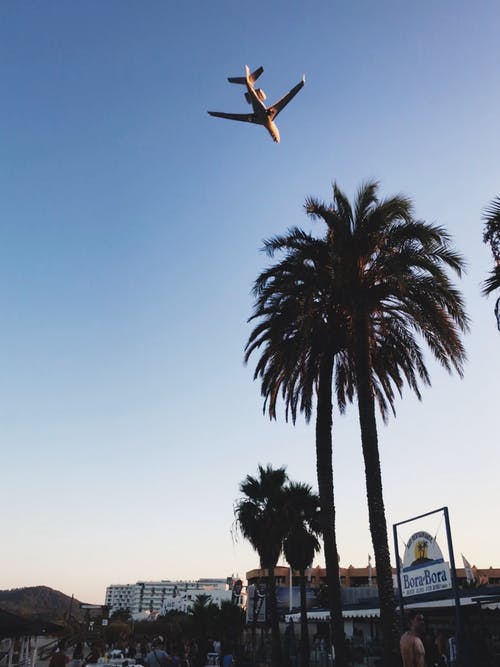横跨白色飞机照片的棕榈树 · 免费素材图片