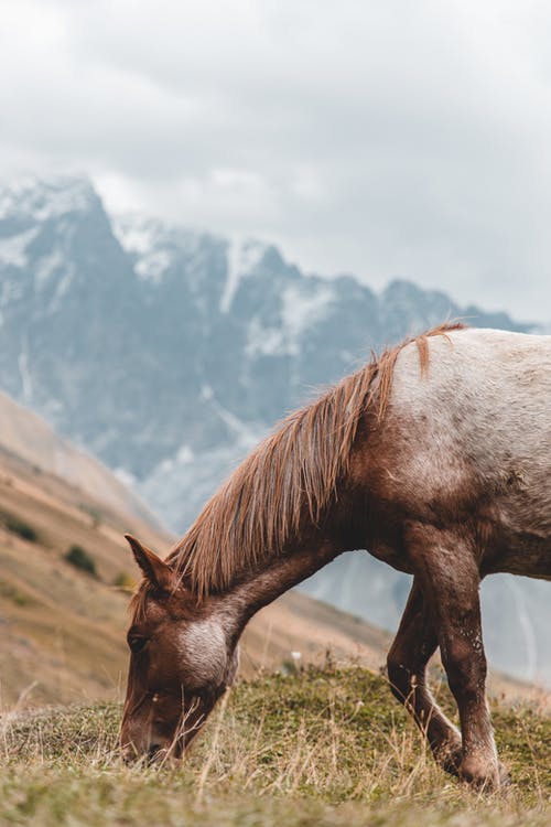 匹棕色的马，吃草 · 免费素材图片