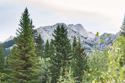 绿叶的树木 · 免费素材图片