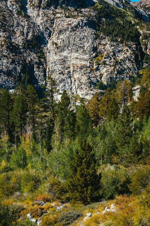 灰岩悬崖附近的绿树 · 免费素材图片