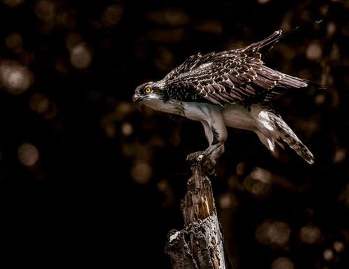 棕色和灰色的鹰栖息在裸树上 · 免费素材图片