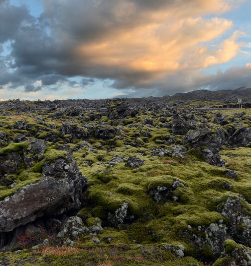 绿草地 · 免费素材图片