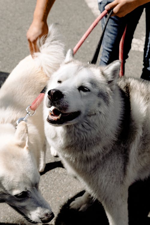 狗带皮带的照片 · 免费素材图片