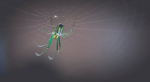 绿色和黑色orb编织蜘蛛 · 免费素材图片
