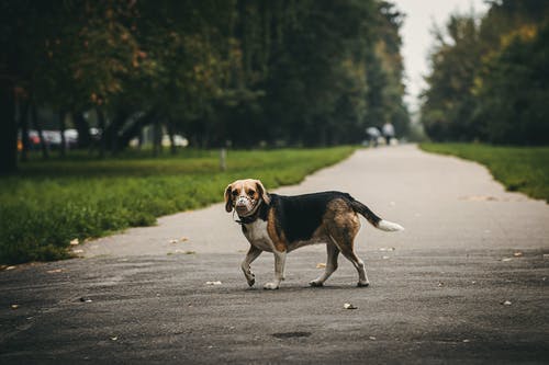 三色狗在人行道上行走 · 免费素材图片