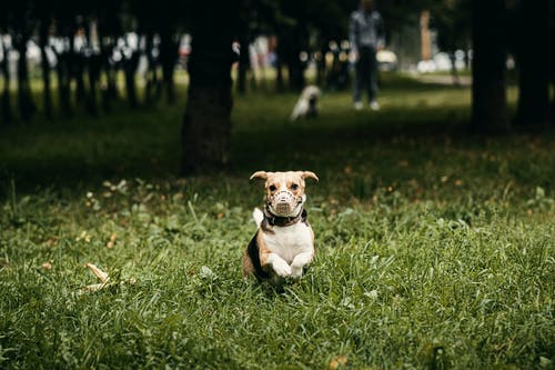 狗在草地上运行的枪口中的选择性聚焦照片 · 免费素材图片