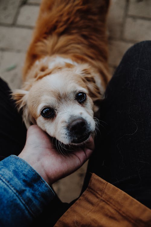 狗的特写照片 · 免费素材图片