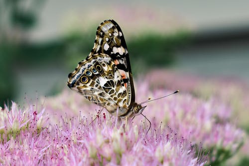 蝴蝶微距摄影 · 免费素材图片