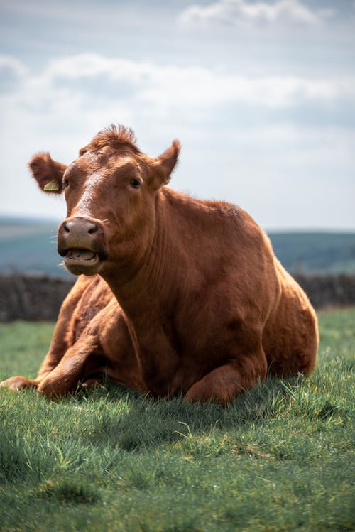 有关哺乳動物, 垂直拍摄, 家畜的免费素材图片