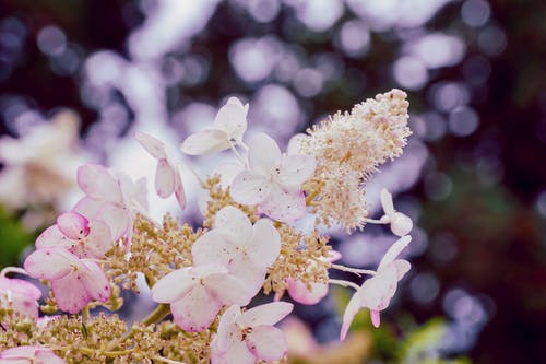 粉红色的花朵 · 免费素材图片