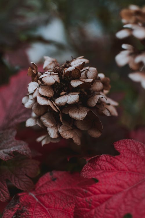 棕色花瓣花 · 免费素材图片