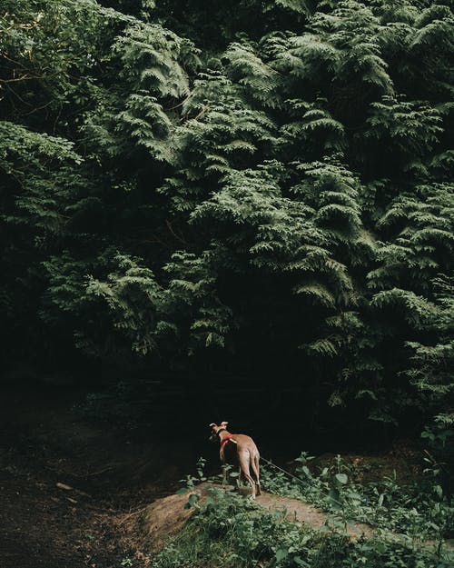 狗在植物附近的照片 · 免费素材图片
