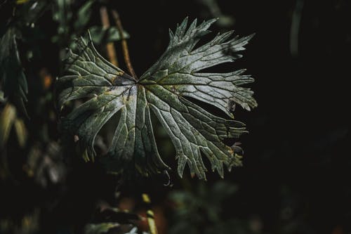 暗绿色叶植物的特写照片 · 免费素材图片
