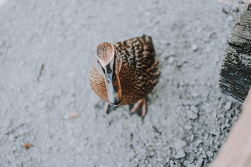 鸭子的高角度照片 · 免费素材图片