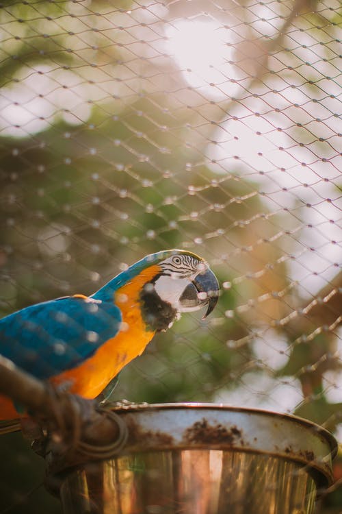 蓝色和黄色的金刚鹦鹉鸟 · 免费素材图片