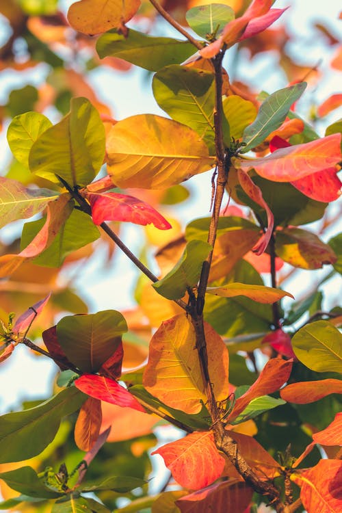 黄色和绿色的叶子的树 · 免费素材图片