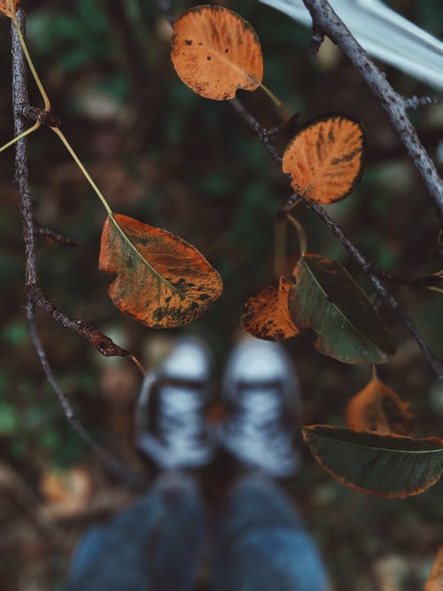 绿叶植物 · 免费素材图片