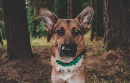 棕色的狗的照片 · 免费素材图片