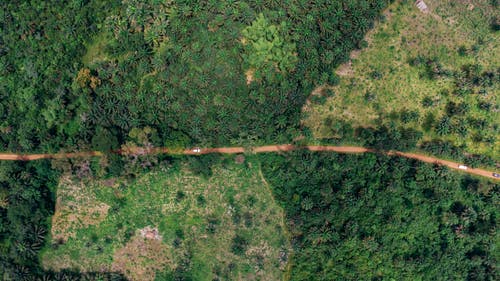 树木之间的道路鸟瞰图 · 免费素材图片
