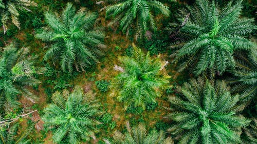 从上面的棕榈树冠层的照片 · 免费素材图片