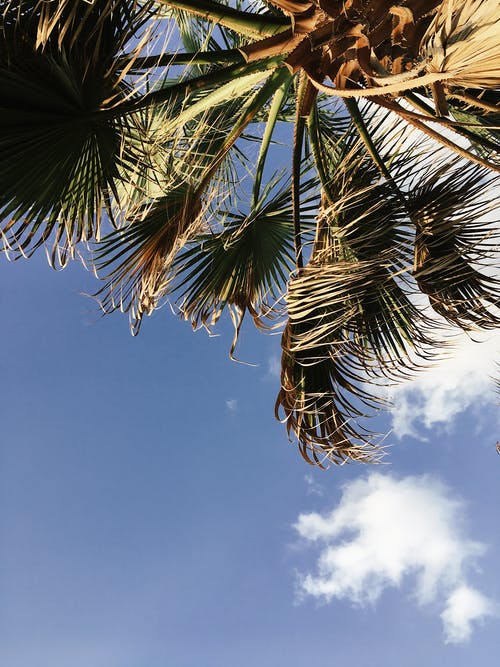 有关低角度拍摄, 夏天, 天空的免费素材图片