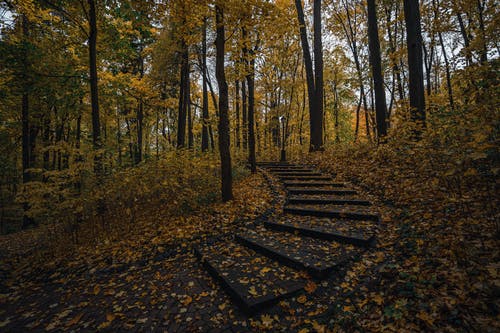 在森林的楼梯上的落叶 · 免费素材图片