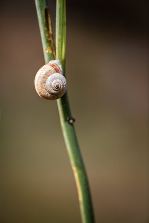 灰色蜗牛在绿色的植物 · 免费素材图片