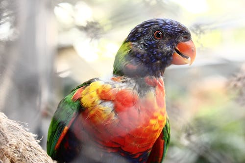 红色，蓝色和绿色鸟的浅焦点照片 · 免费素材图片