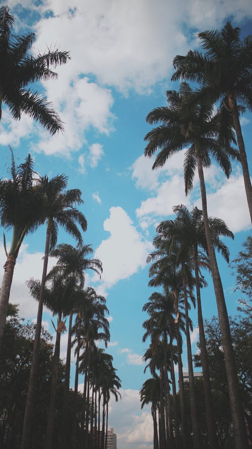 多云的蓝天下的棕榈树 · 免费素材图片