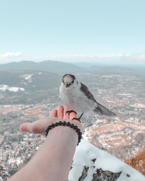 有关下雪的, 不露面, 冬季的免费素材图片