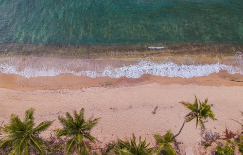 鸟瞰棕榈树在沙滩上 · 免费素材图片