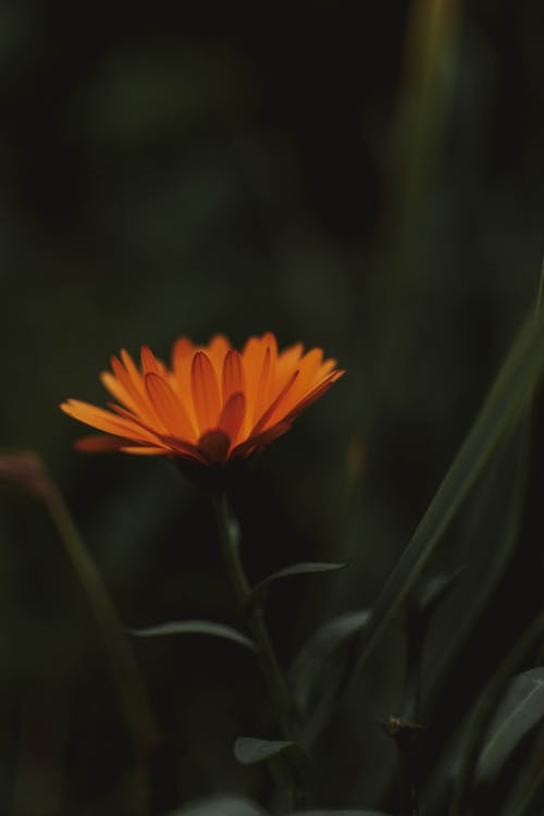 橙色的花瓣花的特写照片 · 免费素材图片